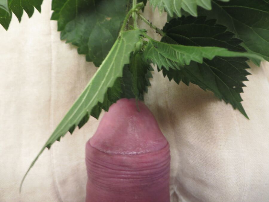 Free porn pics of some new nettles 1 of 16 pics