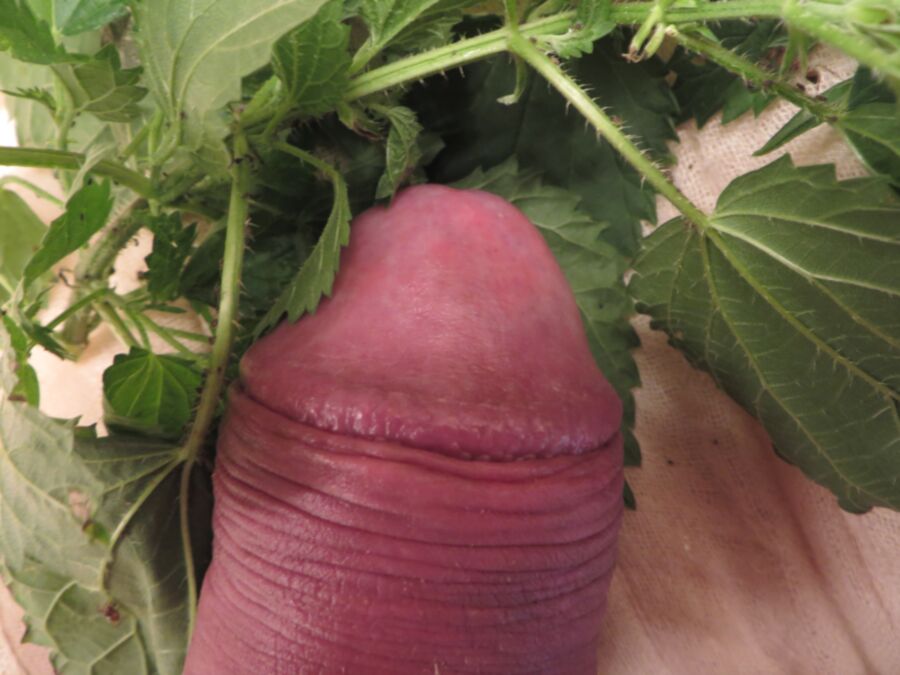 Free porn pics of some new nettles 7 of 16 pics