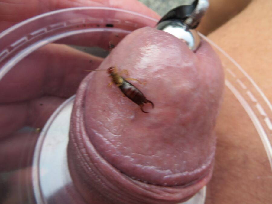 Free porn pics of Earwig 1 of 6 pics