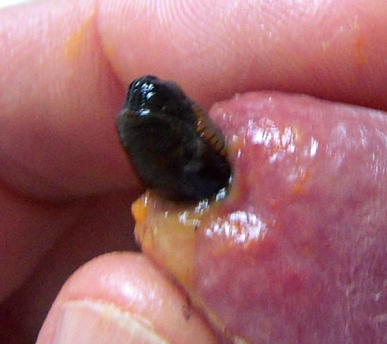 Free porn pics of More slugs in my pee hole 6 of 11 pics