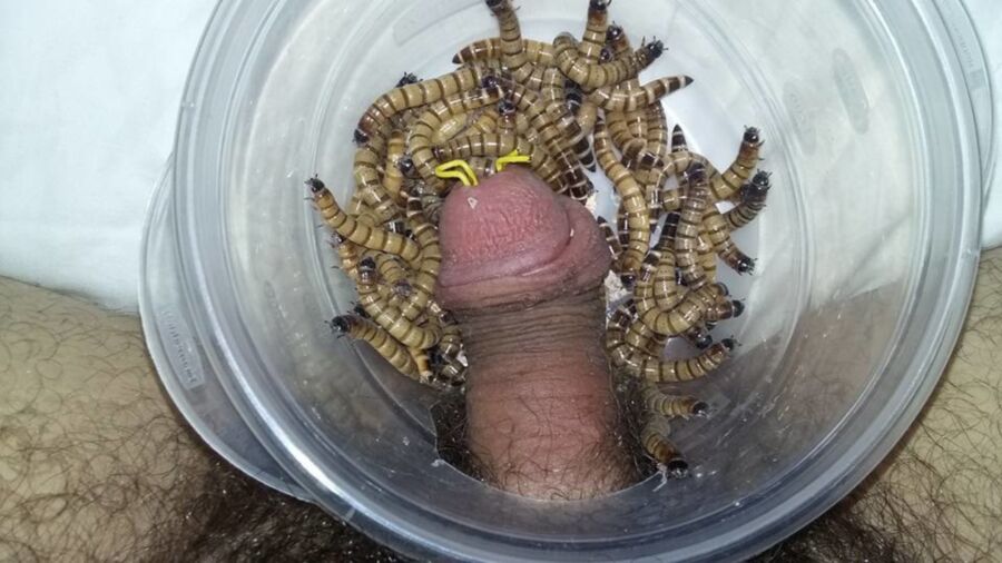 Free porn pics of Wasps, bees, flies and more off the net. 1 of 20 pics