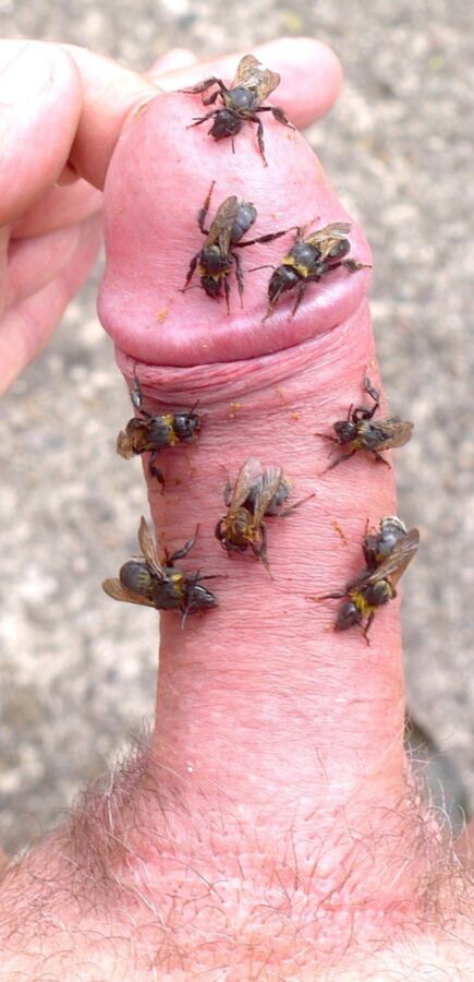 Free porn pics of Wasps, bees, flies and more off the net. 7 of 20 pics