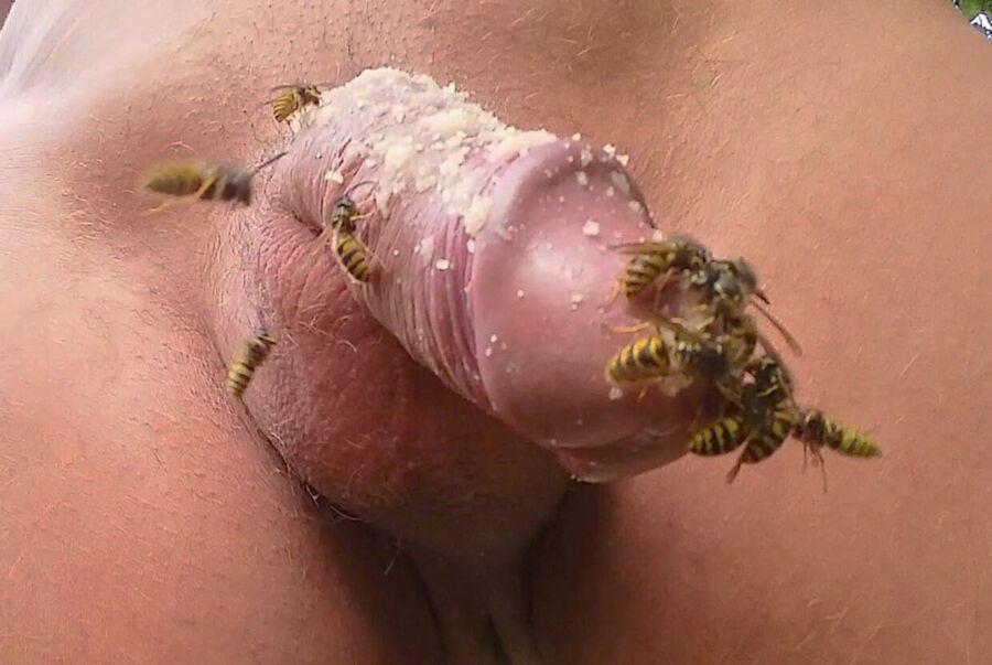 Free porn pics of Wasps, bees, flies and more off the net. 16 of 20 pics