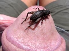 Free porn pics of Boys and Insects 5 of 11 pics