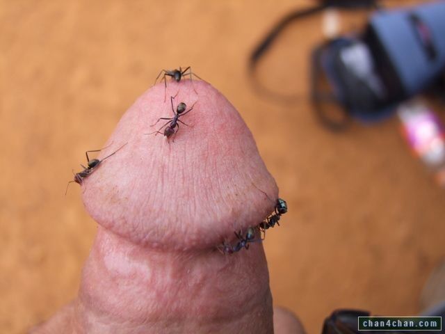 Free porn pics of Boys and Insects 2 of 11 pics