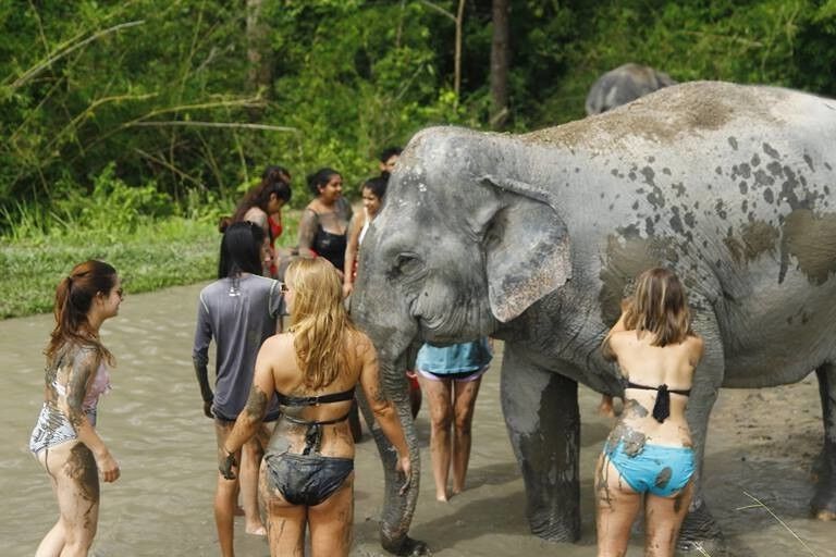 Free porn pics of Girls and her best friends: Elephants 16 of 18 pics