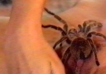 Free porn pics of Spider Girl 8 of 8 pics