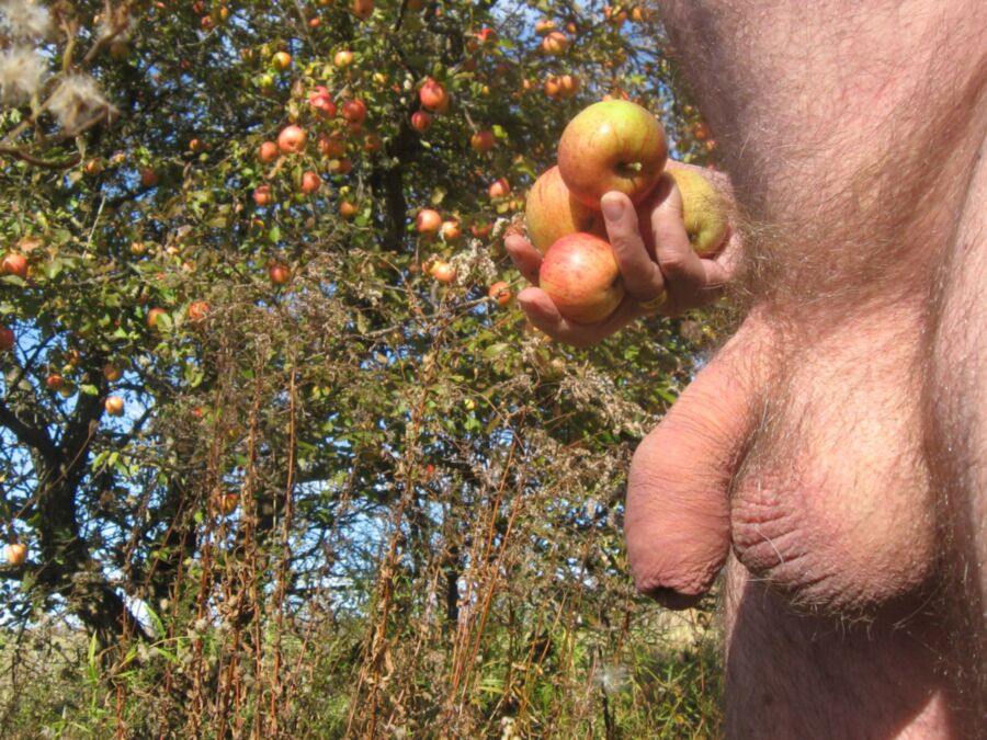 Picking apples 3 of 5 pics