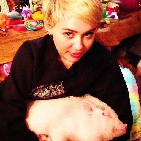 Miley Cyrus Dogs and Pigs 3 of 25 pics