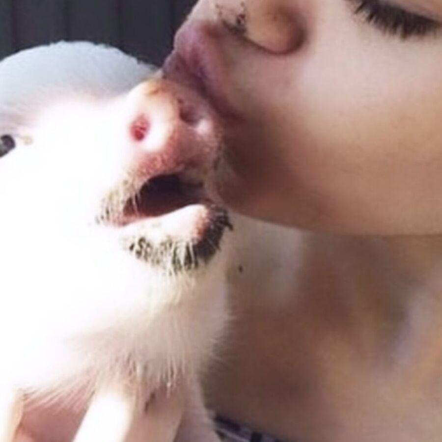 Miley Cyrus Dogs and Pigs 24 of 25 pics