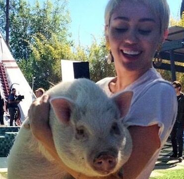 Miley Cyrus Dogs and Pigs 22 of 25 pics